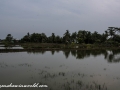 Sundarbans (55 of 97)