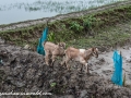 Sundarbans (56 of 97)