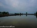 Sundarbans (58 of 97)