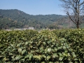 Tea Garden-6