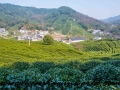 Tea Garden-8