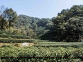 Tea Garden1