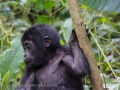 Gorillas D7100-142