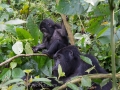 Gorillas D7100-145