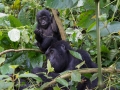 Gorillas D7100-147