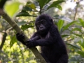 Gorillas D7100-159