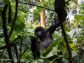 Gorillas D7100-275