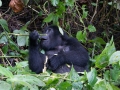 Gorillas D7100-320