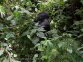 Nshongi Group Gorillas-212