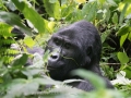 Nshongi Group Gorillas-217