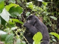 Nshongi Group Gorillas-261