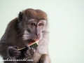 Long Tail Macaque (35 of 49)