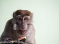 Long Tail Macaque (36 of 49)