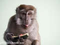 Long Tail Macaque (38 of 49)