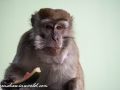 Long Tail Macaque (40 of 49)