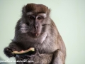 Long Tail Macaque (42 of 49)