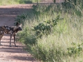 South-Luangwa-4-2-26