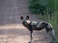 South-Luangwa-4-2-30