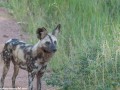 South-Luangwa-4-2-31