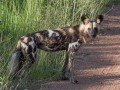 South-Luangwa-4-2-33