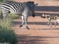 South-Luangwa-4-2-40