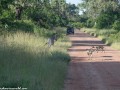 South-Luangwa-4-2-41