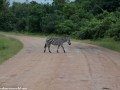 South-Luangwa-1-9